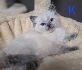 Ragdoll mačiatka - 2