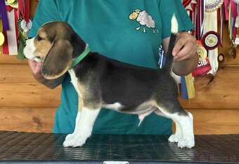 Bigel, bigl, beagle s PP - 2
