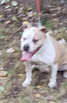 American bully XXL - 2