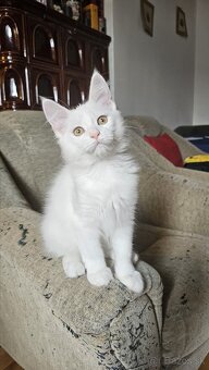 Mainské mývalie mačiatka s rodokmeňom.
- 2