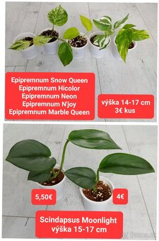 Predám izbové rastliny - 2