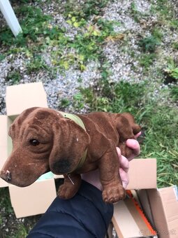 Retro pes s kyvajucou hlavou - 2