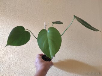 MONSTERA DELICIOSA - 2