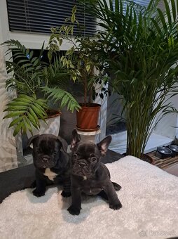 Francuzsky buldoček - 2