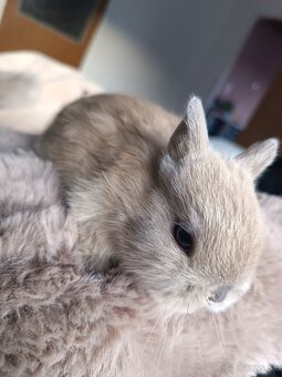 Predaj zakrsly kralik - 2