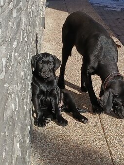 Labrador - 2