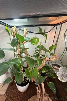 Felzuma madagaskarska - 2