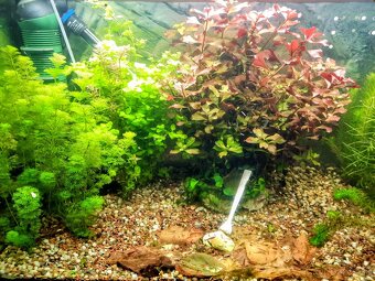 Rastlinky ,Rastliny do akvaria. - 2