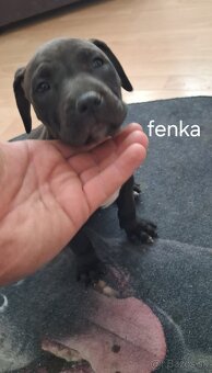 Americký Pitbullterrier - 2