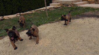 Malinois - 2