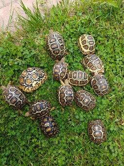 Korytnacka Leopardia (stigmochelys pardalis babcocki) - 2