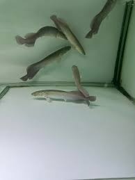 arapaima gigas+mix - 2