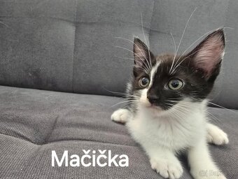 Mačiatka na adopciu - 2