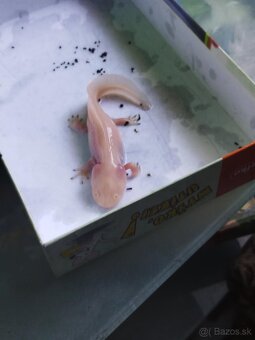 Axelot mexicky - 2