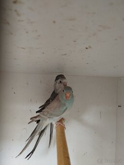 Papagáj spevavy - 2