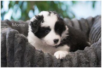 Border Collie Border Kolia s PP FCI - 2