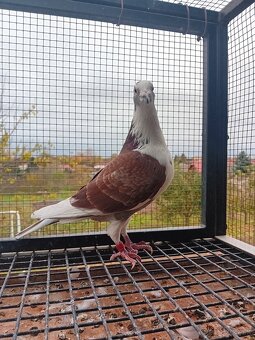 Poštové holuby - 2