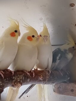 Predám korely lutino - 2