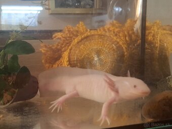 Axolotl samec - 2