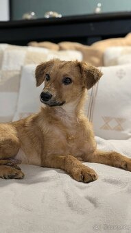 Zvieratá nie sú vianočné darčeky. Sú záväzkom na celý život. - 2