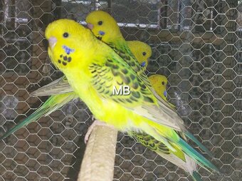 Andulky texas tcb - 2