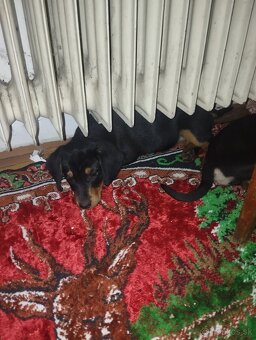 Darujem šteniatka psa fenku - 2