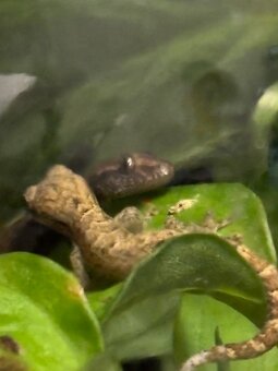 Gekón panenský - 2