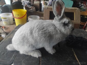 Predám králiky Vss - 2