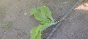 Planty jarneho salatu - 2