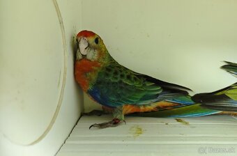 Rozela žltolíca / Platycercus icterotis - 2