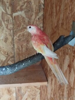 NEOFEMA a AGAPORNIS - 2