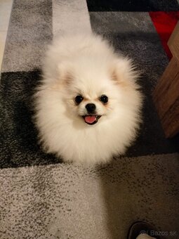 Pomeranian - 2