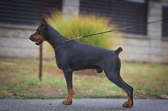 KUPIROVANÉ ŠTENIATKA DOBERMANA S PP FCI - 2