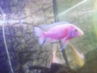 Africké cichlidy - 2