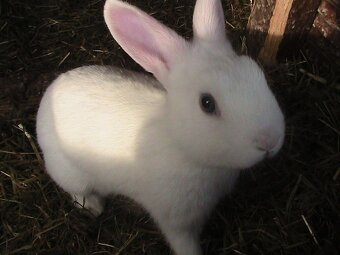 Predám 9-týždňové králiky - 2