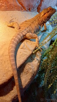 Agama bradatá - 2