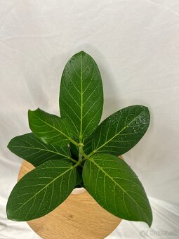 Ficus benghalensis ‚Audrey‘ - 2