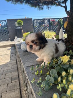 shi-tzu - 2