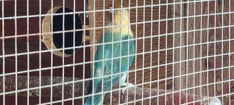 Predam.agapornisa - 2