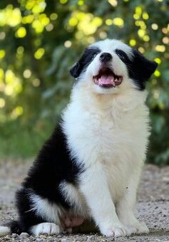 Border Collie, kolia - 2