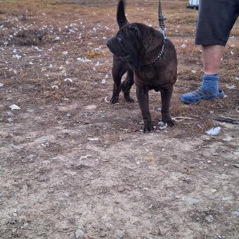 Šarpej,sharpei,shar pei,sarpej - 2