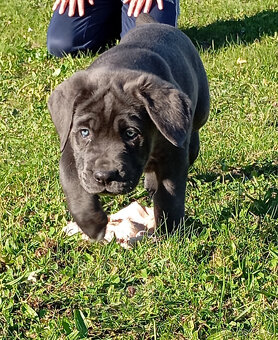 Cane Corso - 2