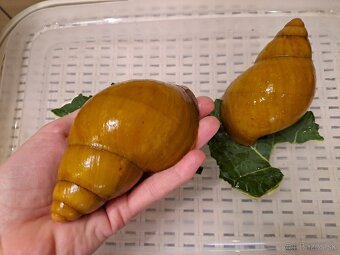 AFRICKÉ SLIMÁKY ARCHACHATINA MARGINATA OVUM NIGERIA ALBINO - 2