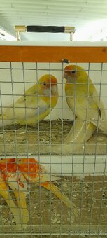 Predám rozela, papagáj spevavý - 2