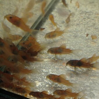 Panciernici orange venezuela corydoras - 2
