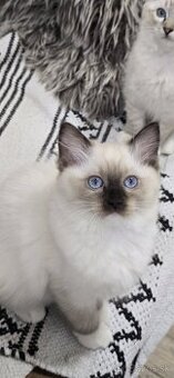 Ragdoll mačiatka s PP - 2