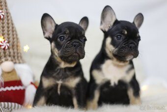 Francúzsky buldoček - 2