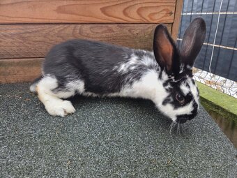 Predám králika - 2