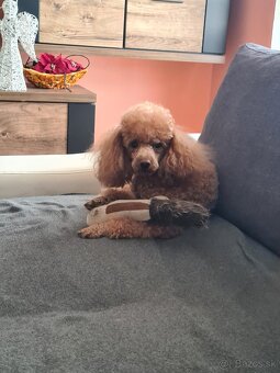 Pudel toy krytie - 2