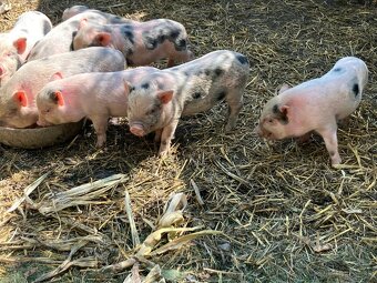 Predám Gottinskè miniprasiatka - 2